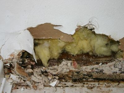 About Payson Black Mold Removal - black mold removal experts in Payson